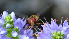 Garten-Schwebfliege (6).jpg